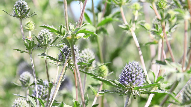 Edeldistel (Eryngium).